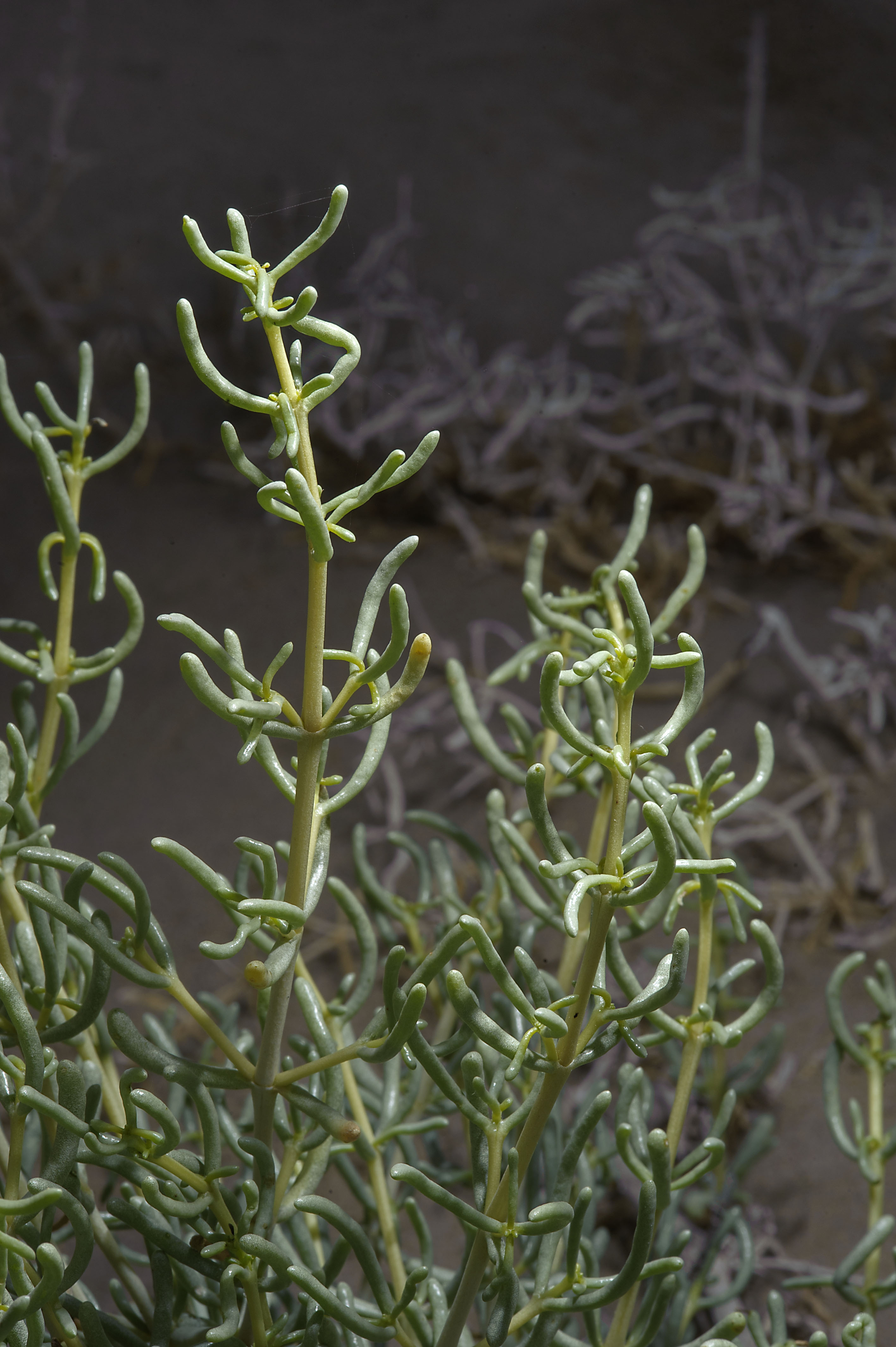 اشنان - معرفی گیاهان بیابانی